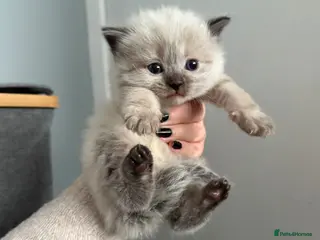 Ragdoll cats Ragdoll kitten’s - Advert 2