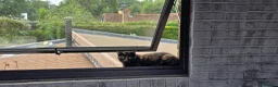 Mixed Breed cats for sale: Tortoise shell female spayed cat - Advert 6