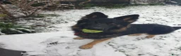 German Shepherd dogs for stud: Family German Shepherd Stud London - Advert 5