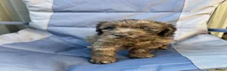 Cockapoo dogs for sale: BEAUTIFULL F1 COCKAPOOS - Advert 13