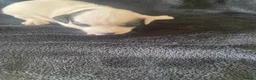 Jack Russell dogs for sale: Stunning litter of jackrussels  - Advert 5