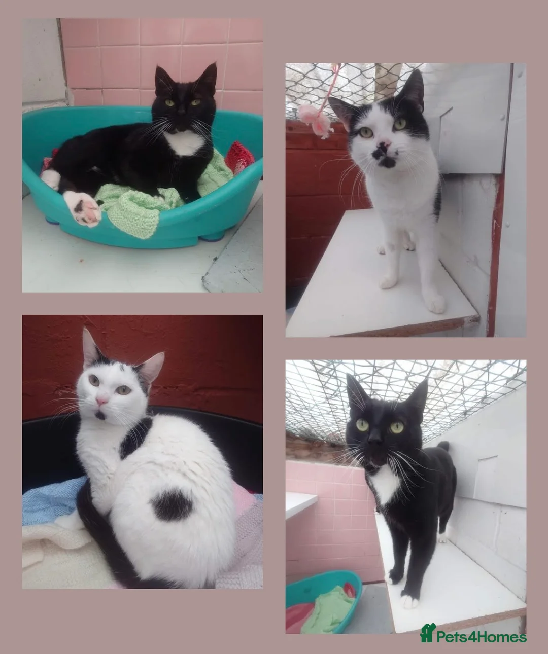 Mixed Breed cats for adoption: Asterix and friends, rescue cats for rehoming - Advert 1