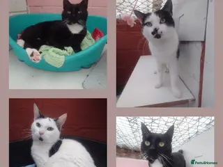 Mixed Breed cats for adoption: Rescue cats: Asterix and friends. - Advert 3
