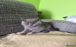 British Shorthair cats for sale: Beautiful British Shorthair kittens - Image 13