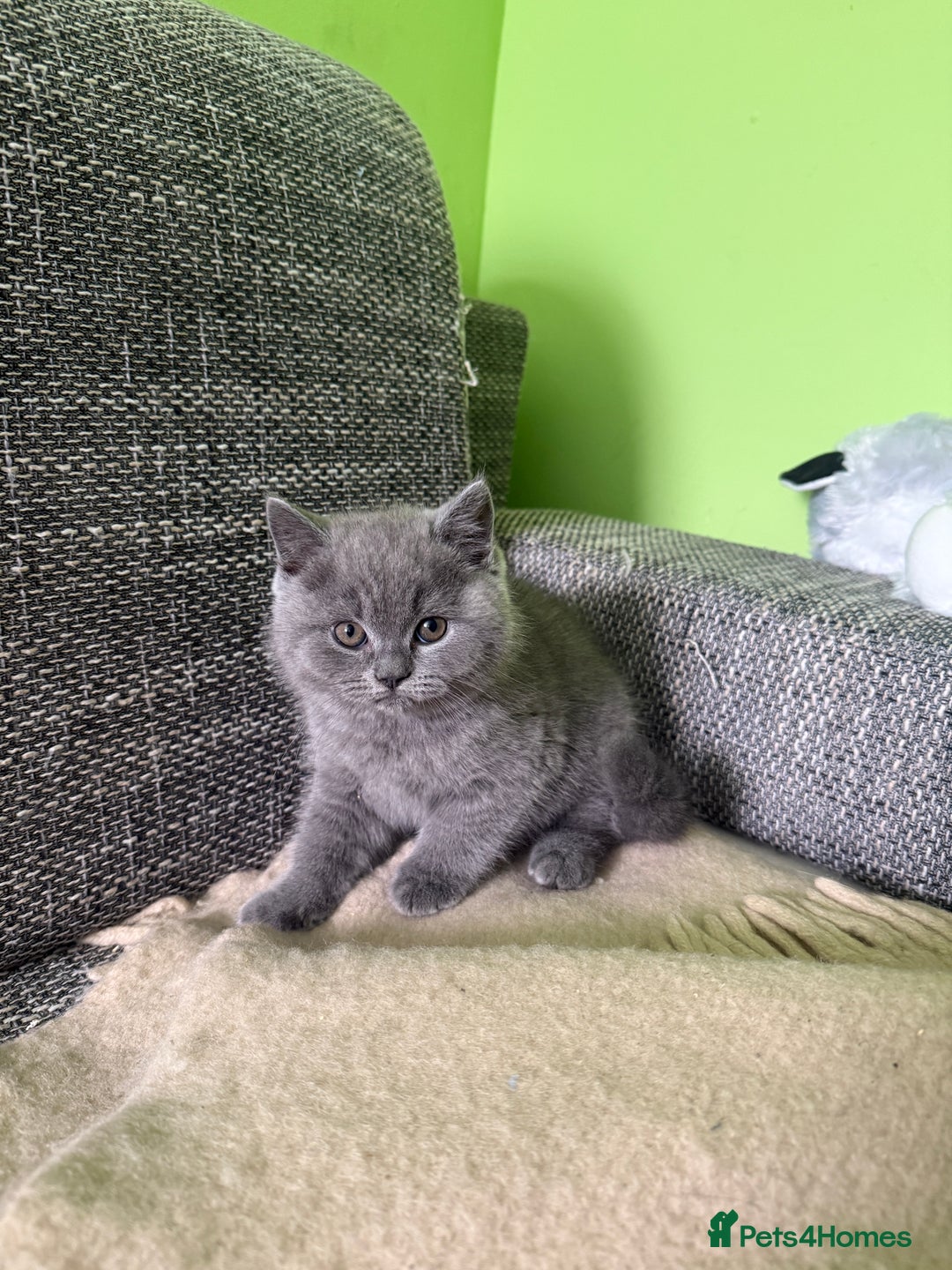 British Shorthair cats for sale: Beautiful British Shorthair kittens - Image 13