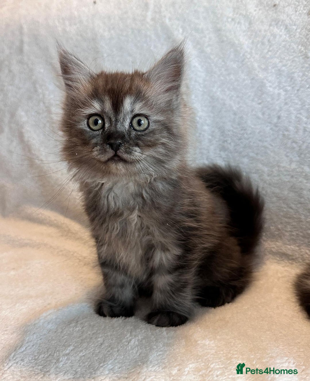 Persian cats for sale: 4 super friendly & playful Persian/Ragdoll babies - Image 12