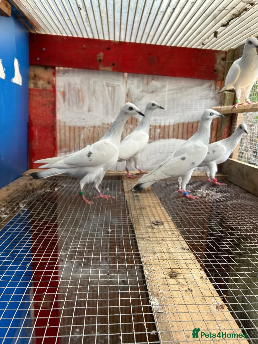 Pigeons birds for sale: Pigeon - Advert 5