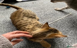 Savannah cats for sale: Savannah cross - Image 1