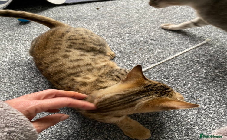 Savannah cats - Advert 10