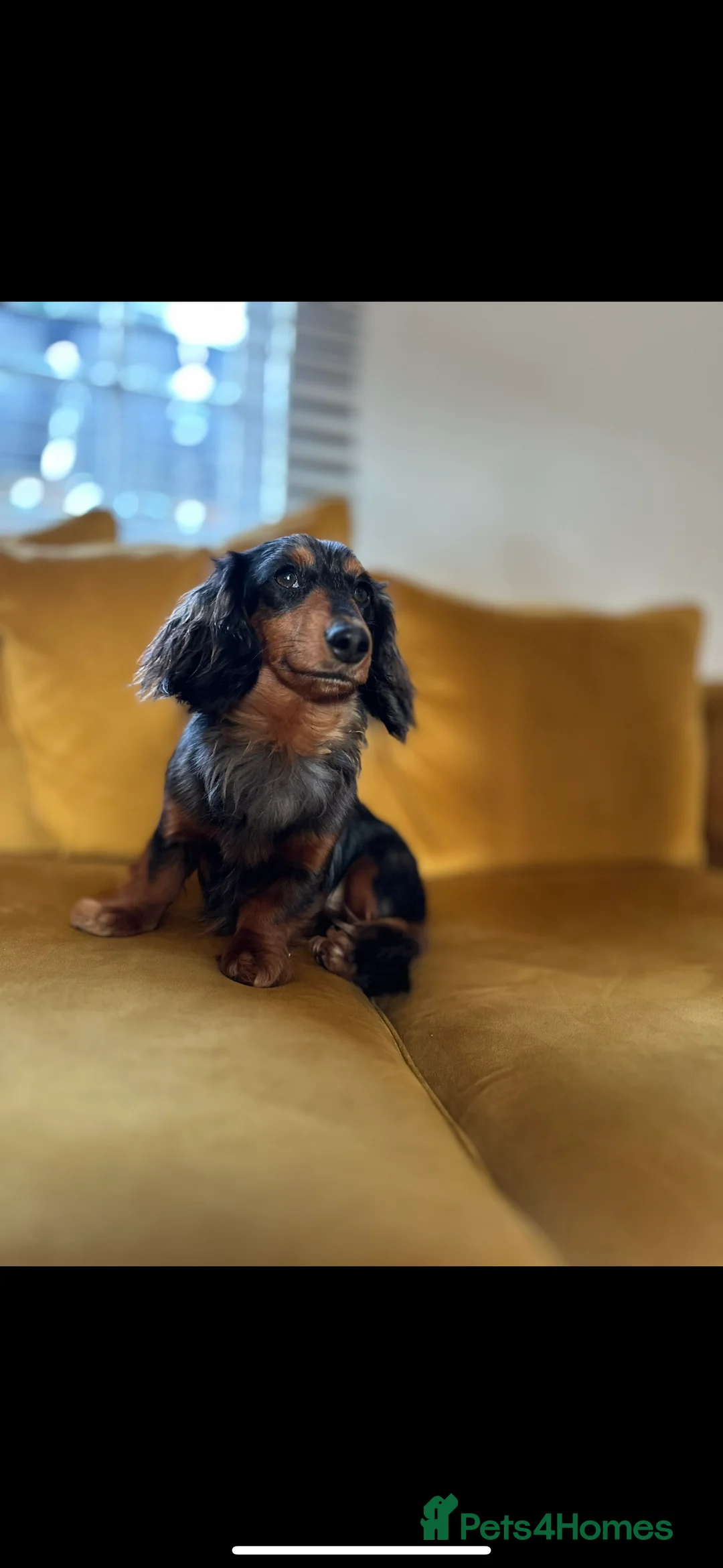 Mixed Breed dogs for sale: Dachsador  - Advert 4