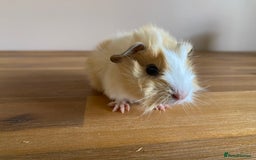 Guinea Pig rodents for sale: Male and Female Guinea Pigs - Image 3