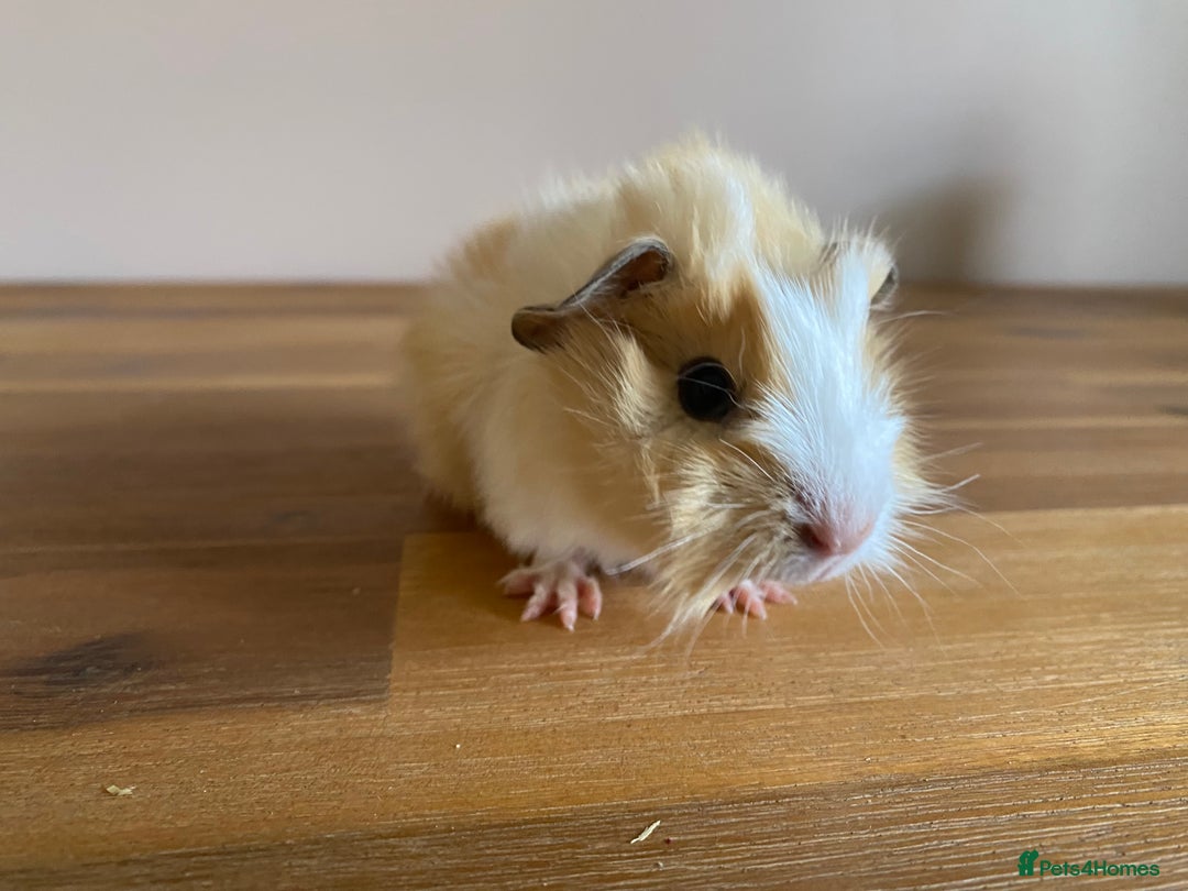 Guinea Pig rodents for sale: Male and Female Guinea Pigs - Image 3