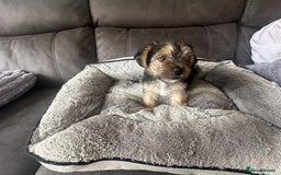 Morkie dogs for sale: Morkie Pups - Image 17