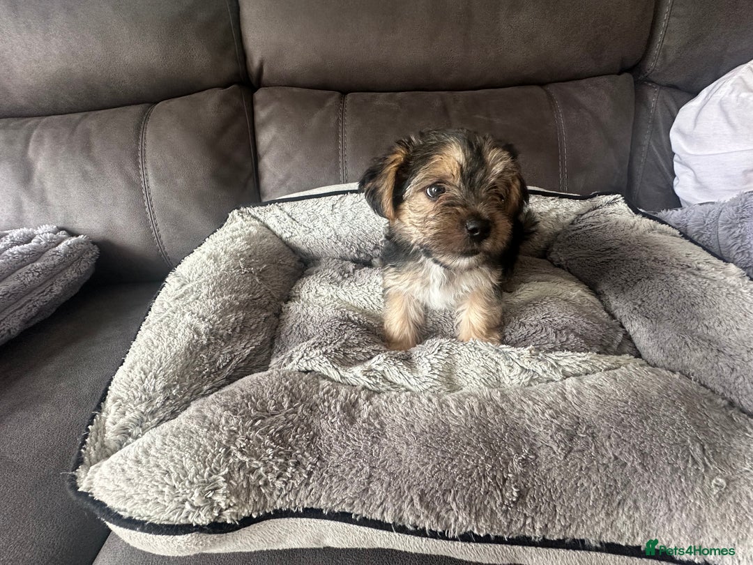 Morkie dogs for sale: Morkie Pups - Image 17