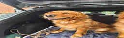 Golden Retriever dogs for sale: Dark red KC Golden retriever puppies in Preston - Advert 18
