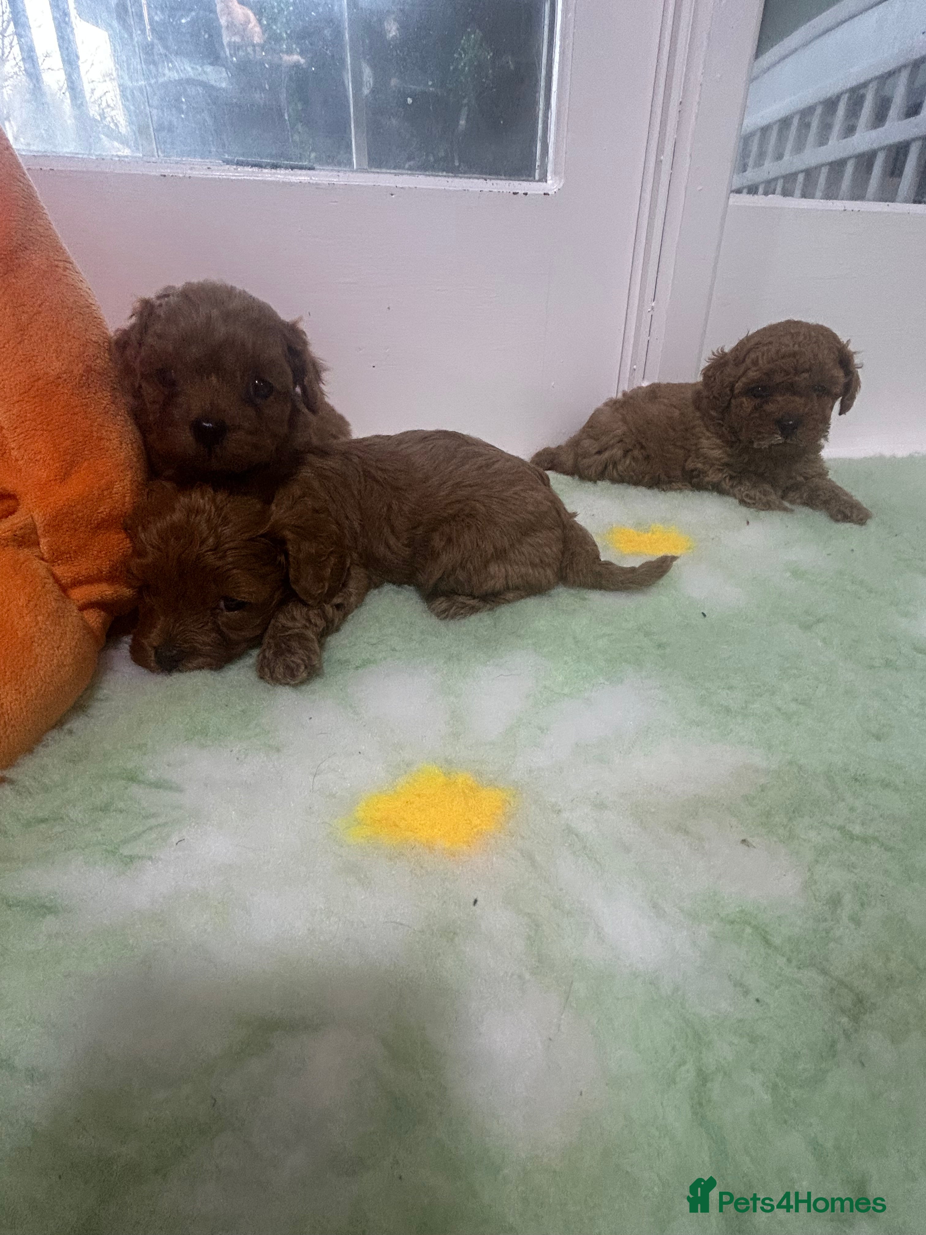 Cavapoo dogs Beautiful red F1b Cavapoo puppies 🐶  - Advert 1