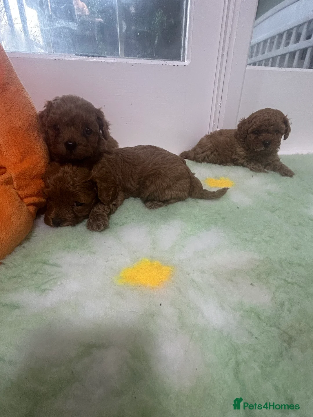 Cavapoo dogs for sale: Beautiful red F1b Cavapoo puppies 🐶  - Advert 1