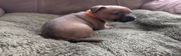 Jack Russell dogs for sale: Jack Russell Puppies, Ready 20th March - Advert 5