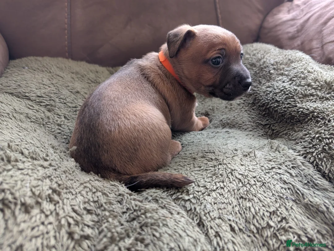 Jack Russell dogs for sale: Jack Russell Puppies, Ready 20th March - Advert 5