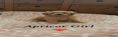 Cavapoo 7