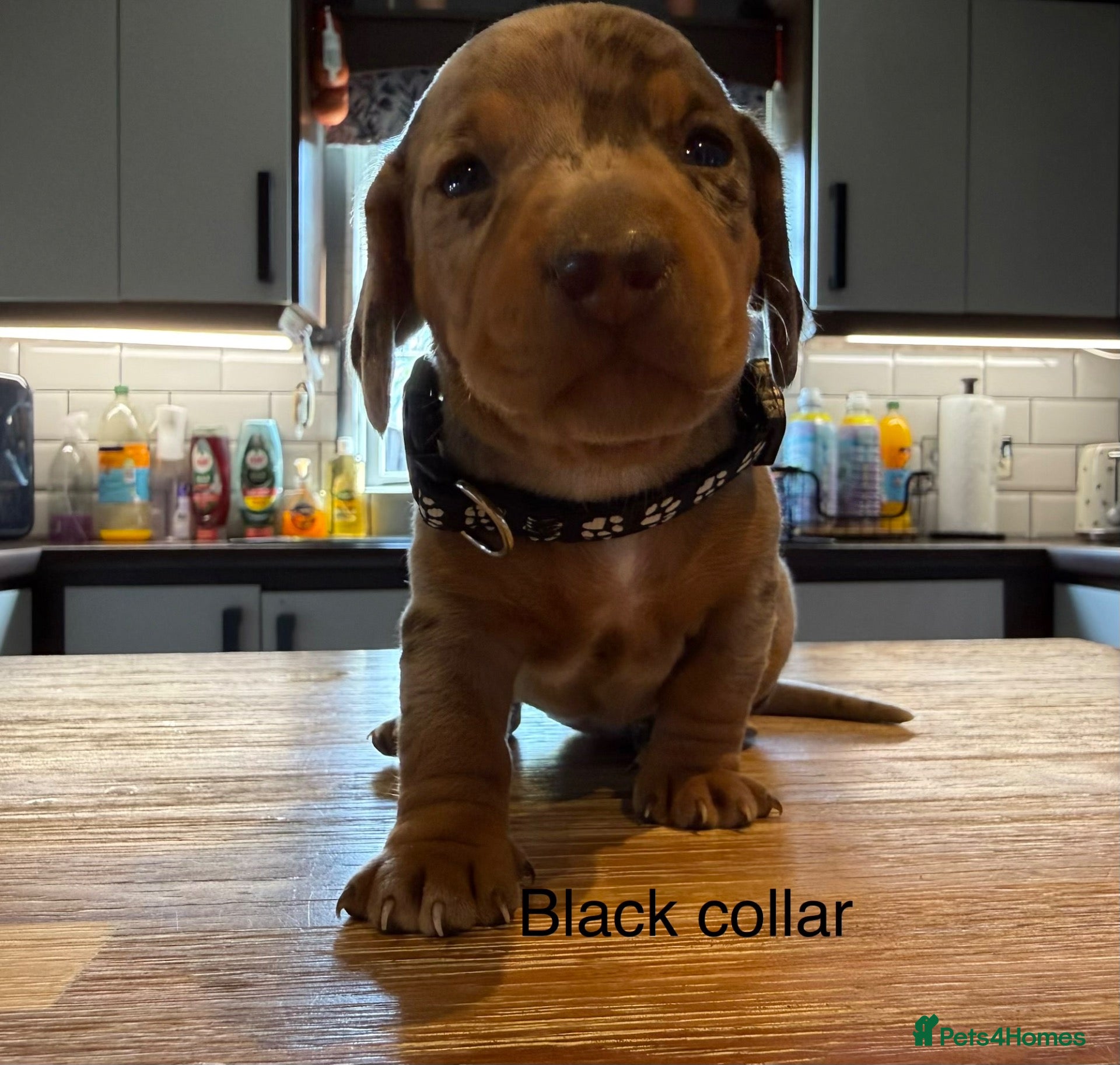 Miniature Dachshund dogs Miniature dachshund puppies available  - Advert 2