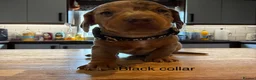Miniature Dachshund dogs for sale: Miniature dachshund puppies available  - Advert 27