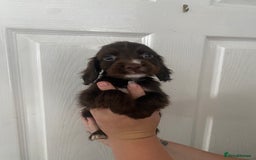Cocker Spaniel dogs for sale: Merl cocker spaniel puppies  - Image 13