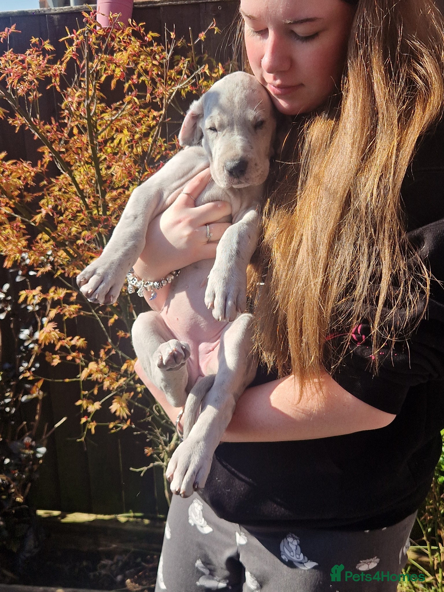 Great Dane dogs  4 females left  - Advert 1