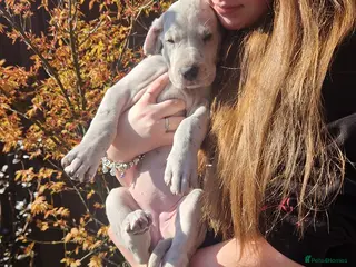 Great Dane dogs 4 females left - Advert 1