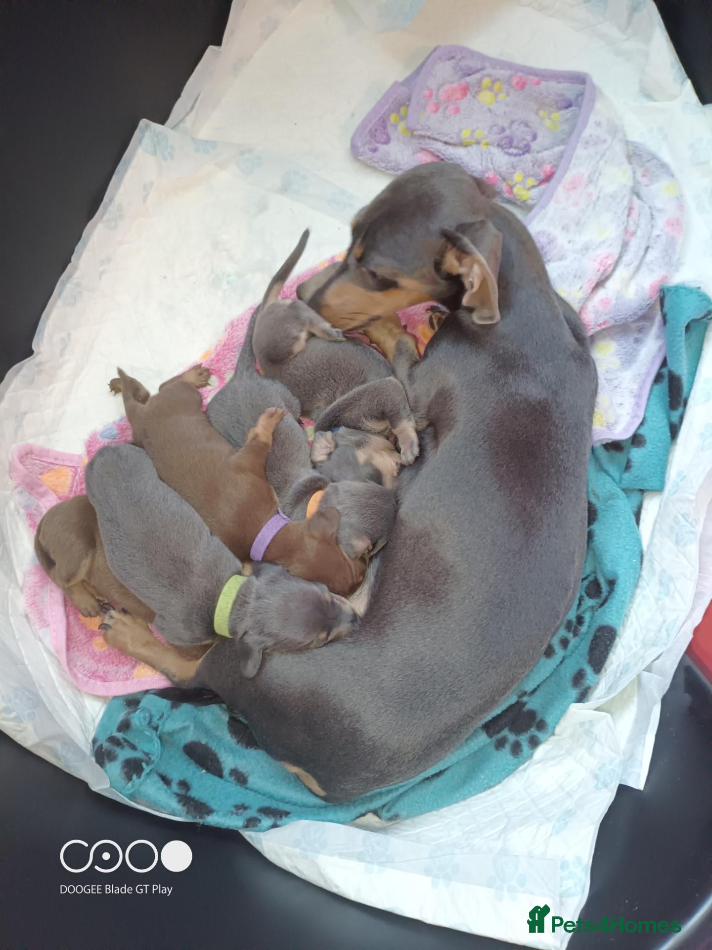 Miniature Dachshund dogs Stunning miniature dachshund beautiful colours  - Advert 2
