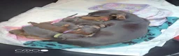 Miniature Dachshund dogs for sale: Stunning miniature dachshund beautiful colours  - Advert 1