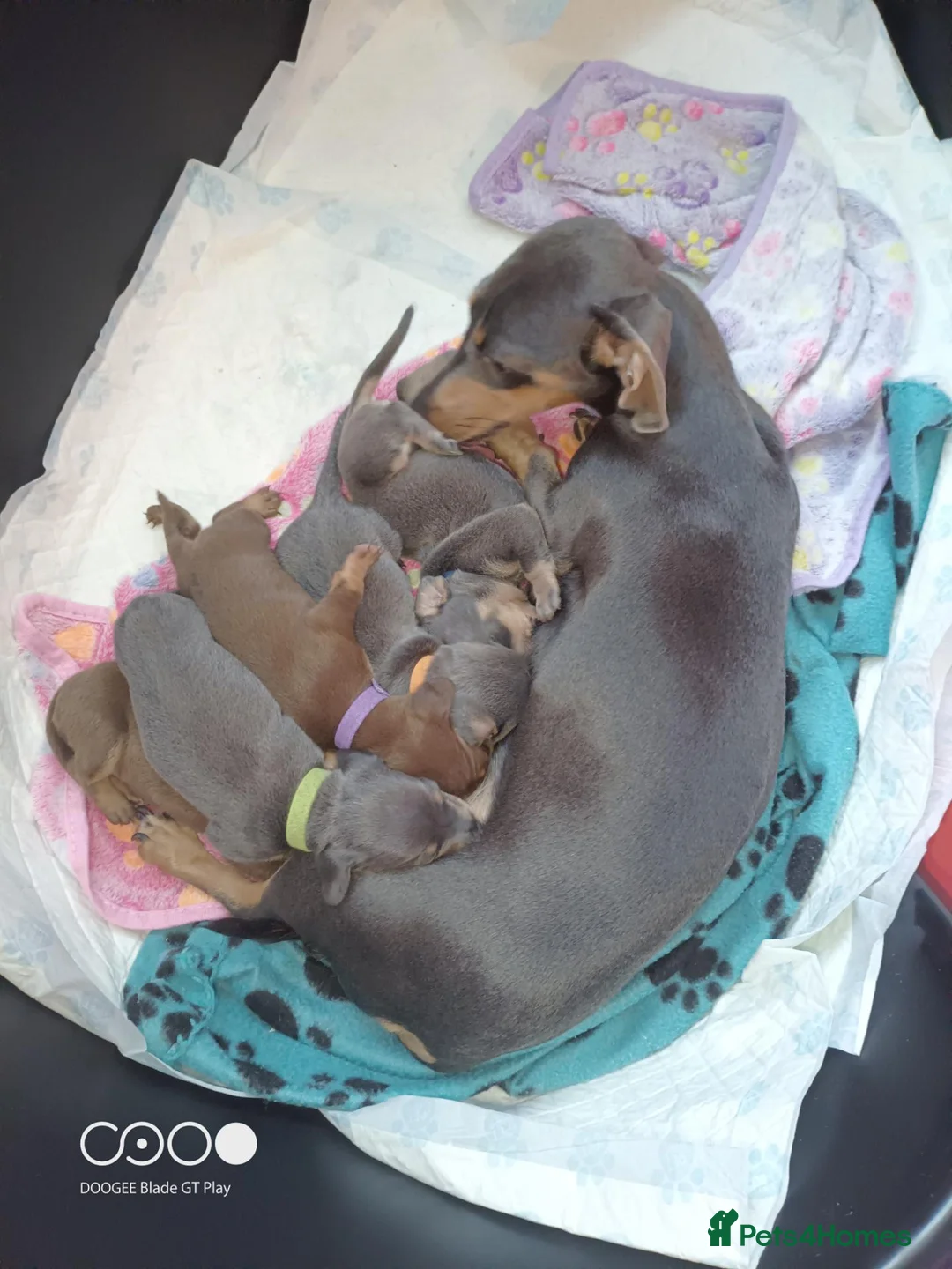 Miniature Dachshund dogs for sale: Stunning miniature dachshund beautiful colours  - Advert 1