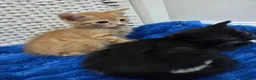 American Shorthair cats for sale: Ginger Male 8 Week Old Kitten - Advert 11