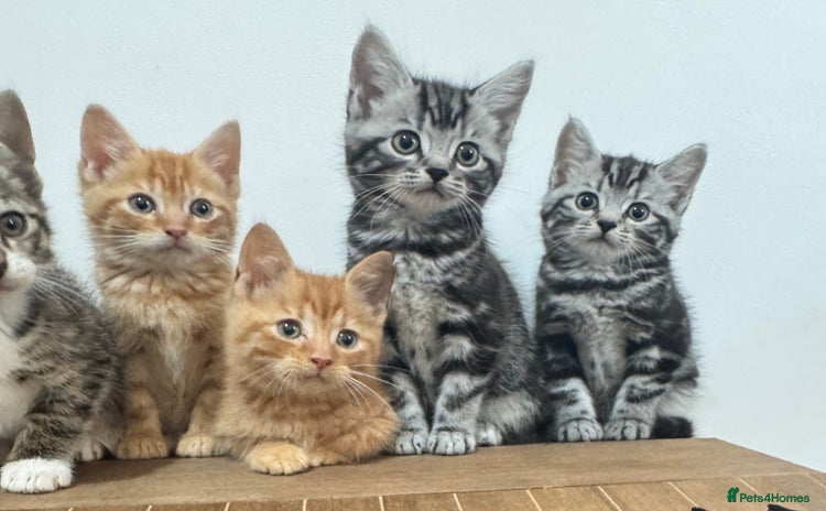 Mixed Breed cats Four kittens  - Advert 4