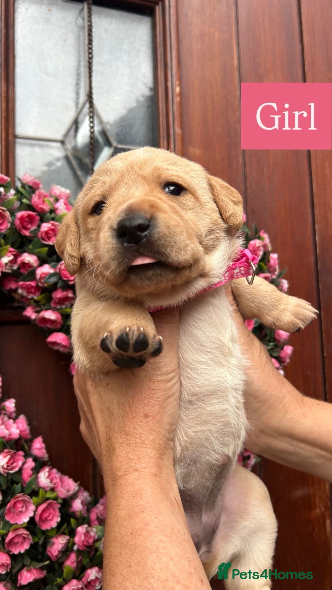 Labrador Retriever dogs for sale: Fox Red KC Reg Labrador Puppies Ready 11/10/25 - Image 2