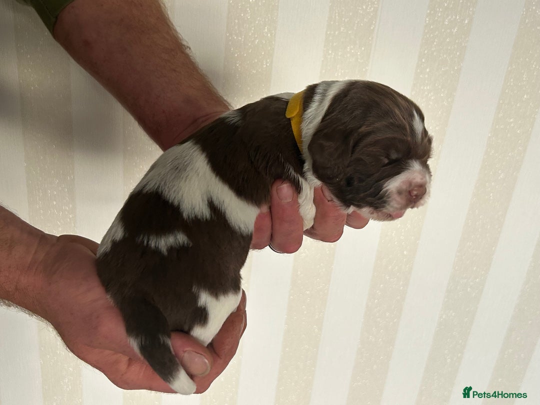English Springer Spaniel dogs for sale: Gorgeous English Springer Spaniel Puppies - Advert 5