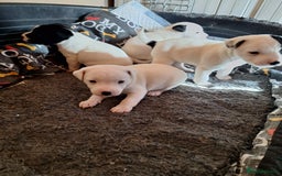 Jack Russell dogs for sale: Beautiful Jack Russell Puppies for sale  - Image 5