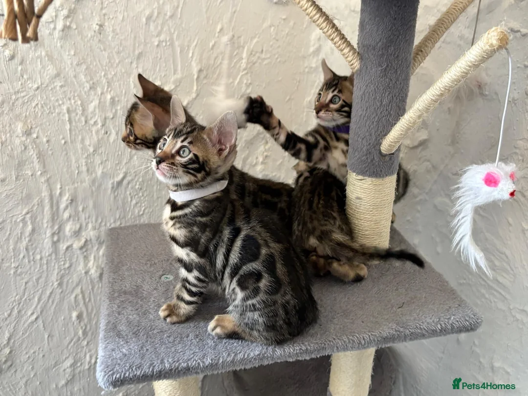 Bengal cats for sale: Beautiful Bengal babies  - Advert 1