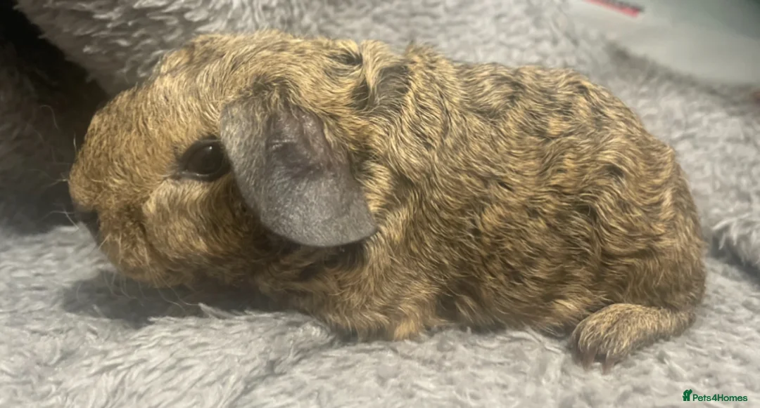 Guinea Pig rodents for sale: Skinny carrier boys - Advert 1