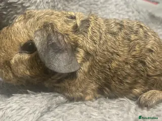 Guinea Pig rodents Skinny carrier boys - Advert 1