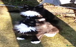 Maine Coon cats for sale: Maine-Coon kittens  - Image 12