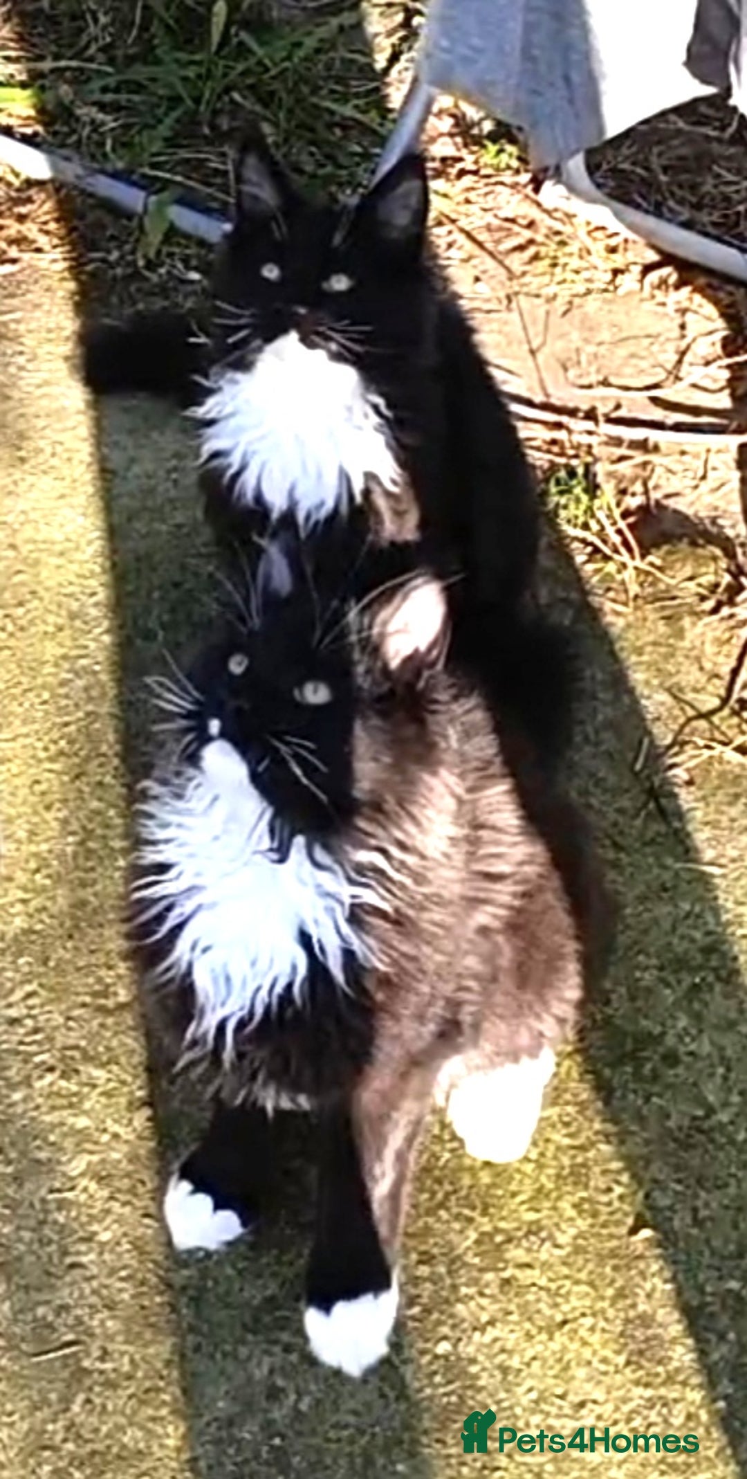 Maine Coon cats for sale: Maine-Coon kittens  - Image 12