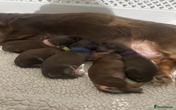 Miniature Dachshund dogs for sale: Family owned miniature longhaired dachshunds - Image 20