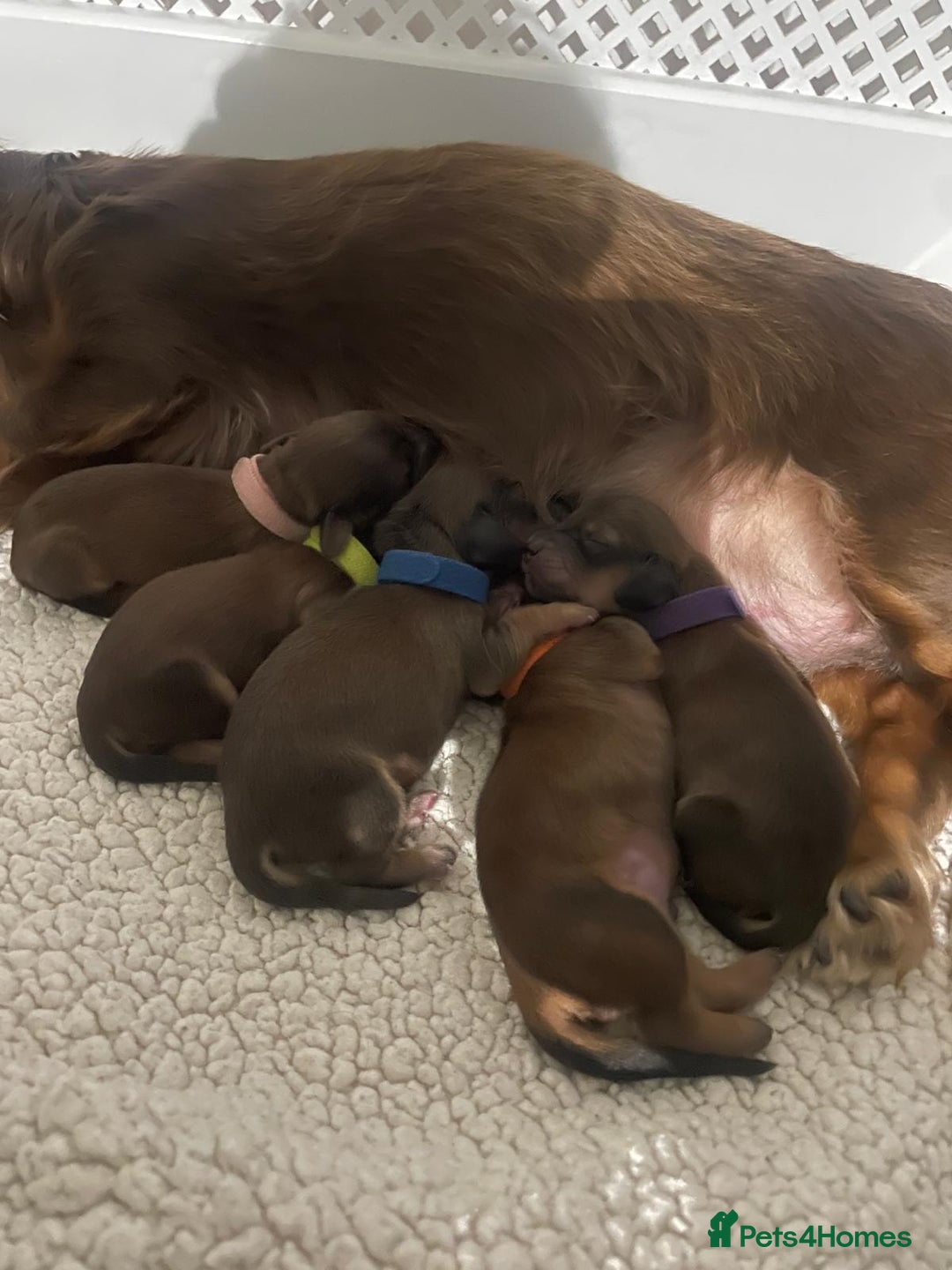 Miniature Dachshund dogs for sale: Family owned miniature longhaired dachshunds - Image 20