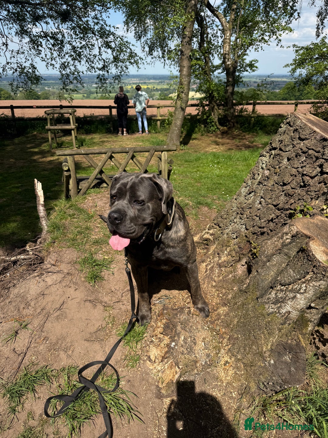 Cane Corso dogs for sale: Beautiful 2-Year-Old Cane Corso Loving & Trained - Image 9
