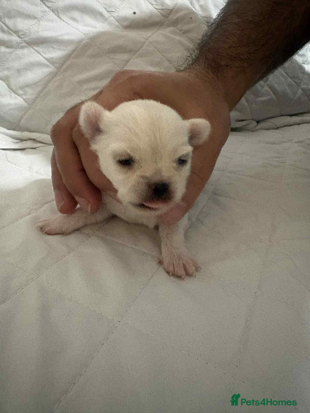 Chihuahua dogs for sale: Very rare long chihuahua for sale  - Advert 6