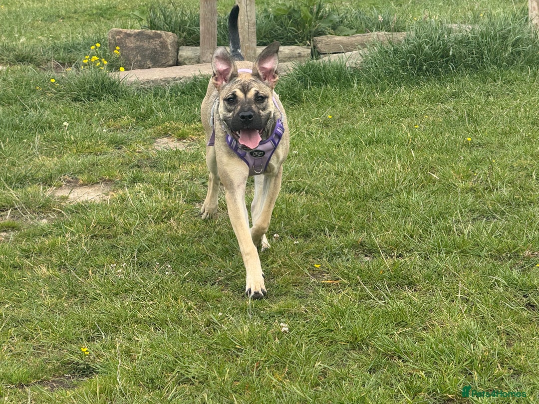 Presa Canario dogs for sale: Female Presa Canario - Image 11