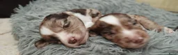 Sprocker dogs for sale: Puppies for salw - Advert 21