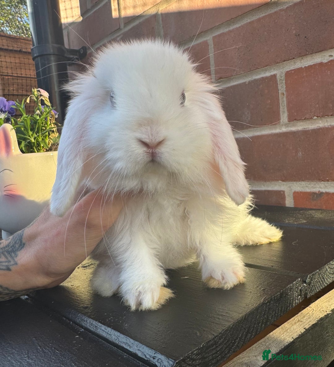 Totally Tiny Handled Daily Mini Lops 🥰 for sale in Leeds | Pets4Homes