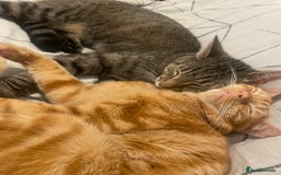 British Shorthair cats for sale: 2 cats for rehoming - Image 4